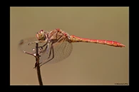 Sympetrum meridionale, thumbnail 11 / 20