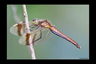 Sympetrum pedemontanum, thumbnail 1 / 20