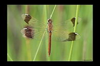 Sympetrum pedemontanum, thumbnail 3 / 20