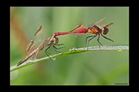 Sympetrum pedemontanum, thumbnail 6 / 20