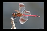 Sympetrum pedemontanum, thumbnail 8 / 20