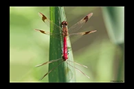 Sympetrum pedemontanum, thumbnail 9 / 20