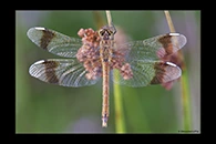 Sympetrum pedemontanum, thumbnail 12 / 20