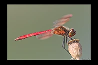 Sympetrum pedemontanum, thumbnail 13 / 20