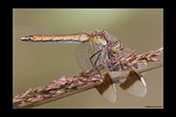 Sympetrum pedemontanum, thumbnail 16 / 20