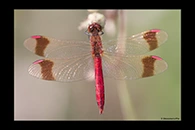 Sympetrum pedemontanum, thumbnail 17 / 20