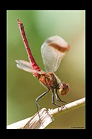 Sympetrum pedemontanum, thumbnail 19 / 20