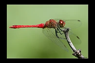 Sympetrum sanguineum, thumbnail 12 / 20