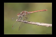 Sympetrum sinaiticum, thumbnail 1 / 20