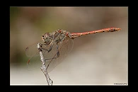 Sympetrum sinaiticum, thumbnail 3 / 20