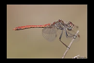 Sympetrum sinaiticum, thumbnail 5 / 20