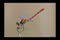 Sympetrum sinaiticum, thumbnail 6 / 20