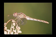 Sympetrum sinaiticum, thumbnail 7 / 20