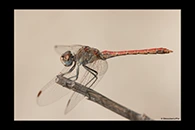 Sympetrum sinaiticum, thumbnail 9 / 20