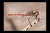 Sympetrum sinaiticum, thumbnail 11 / 20