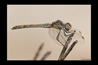 Sympetrum sinaiticum, thumbnail 12 / 20