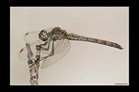 Sympetrum sinaiticum, thumbnail 13 / 20
