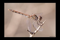 Sympetrum sinaiticum, thumbnail 14 / 20