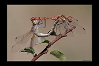 Sympetrum striolatum, thumbnail 10 / 20