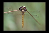 Sympetrum vulgatum, thumbnail 1 / 20