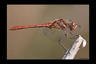 Sympetrum vulgatum, thumbnail 3 / 20