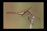 Sympetrum vulgatum, thumbnail 4 / 20