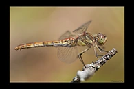 Sympetrum vulgatum, thumbnail 5 / 20
