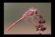 Sympetrum vulgatum, thumbnail 6 / 20