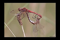 Sympetrum vulgatum, thumbnail 9 / 20