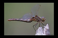Sympetrum vulgatum, thumbnail 12 / 20