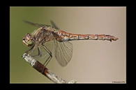 Sympetrum vulgatum, thumbnail 13 / 20