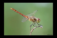 Sympetrum vulgatum, thumbnail 17 / 20