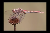 Sympetrum vulgatum, thumbnail 19 / 20