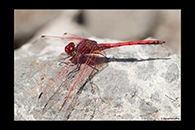 Trithemis arteriosa, thumbnail 18 / 20