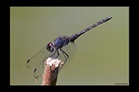 Trithemis festiva, thumbnail 2 / 20