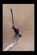 Trithemis festiva, thumbnail 3 / 20