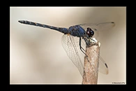 Trithemis festiva, thumbnail 6 / 20