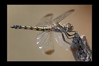 Trithemis festiva, thumbnail 8 / 20