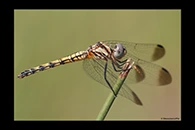 Trithemis festiva, thumbnail 12 / 20