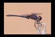 Trithemis festiva, thumbnail 15 / 20