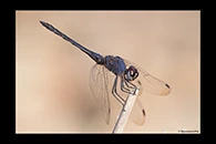 Trithemis festiva, thumbnail 16 / 20