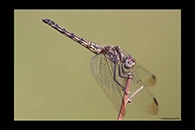 Trithemis festiva, thumbnail 17 / 20