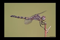 Trithemis festiva, thumbnail 18 / 20