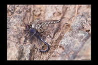 Trithemis festiva, thumbnail 20 / 20