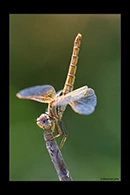 Trithemis kirbyi, thumbnail 1 / 20