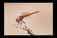 Trithemis kirbyi, thumbnail 3 / 20