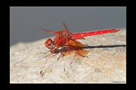 Trithemis kirbyi, thumbnail 4 / 20