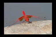 Trithemis kirbyi, thumbnail 5 / 20