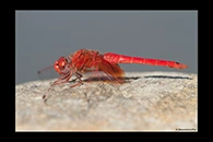 Trithemis kirbyi, thumbnail 6 / 20
