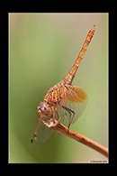 Trithemis kirbyi, thumbnail 8 / 20